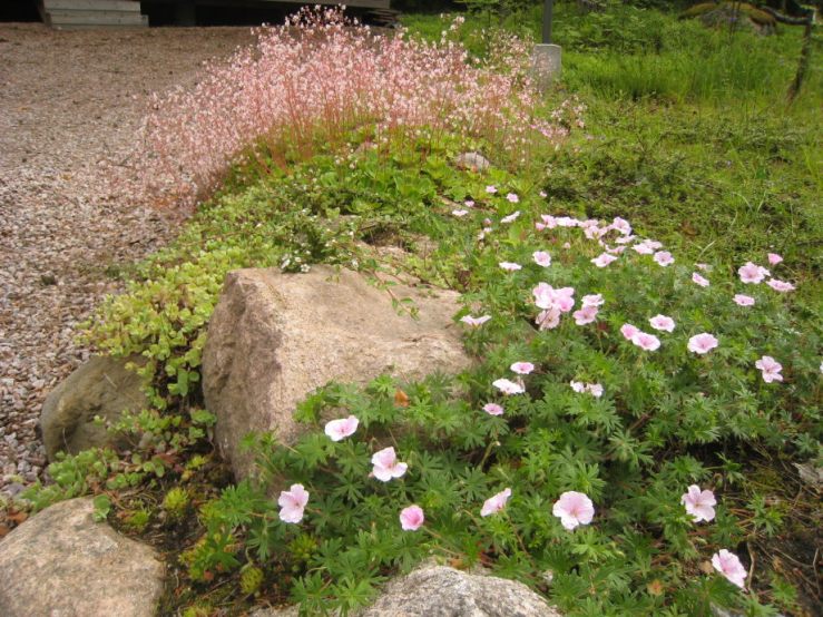 Posliinirikko kukassa