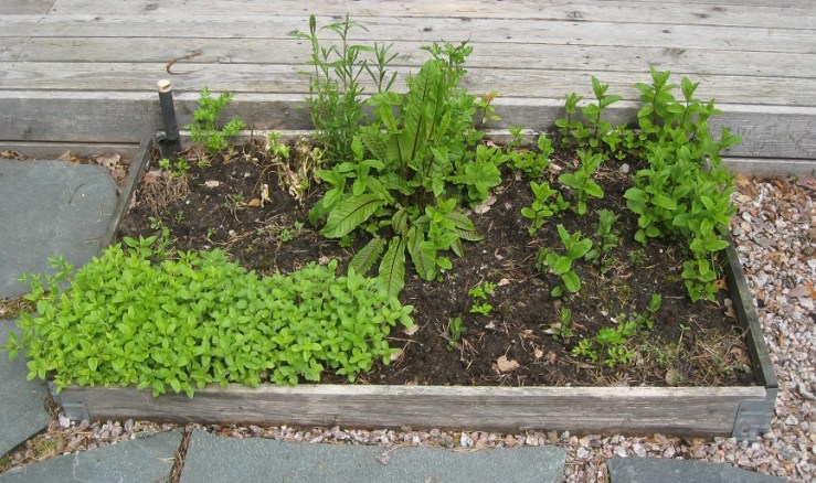 Yrttitarha talven jäljiltä