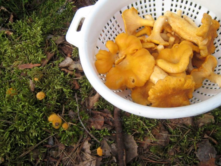 Kanttarellit mättäällä